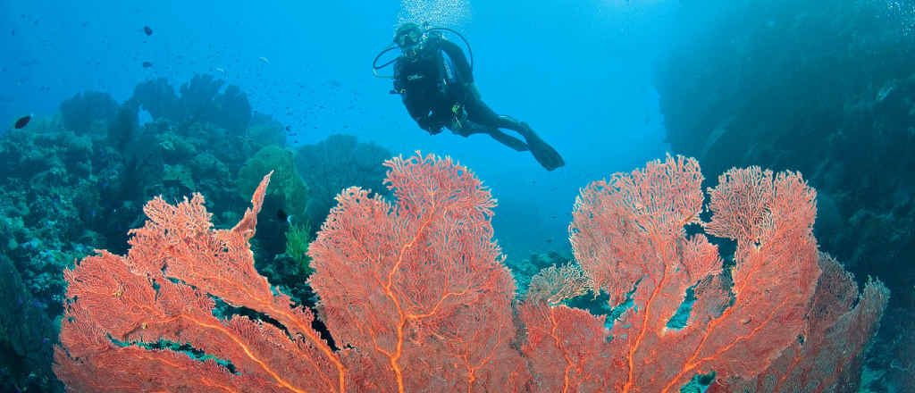 EPIC: A diver admires the large sea fans at Uepi Point off Uepi Island in Marovo Lagoon, Solomon Islands. EPIC: A diver admires the large sea fans at Uepi Point off Uepi Island in Marovo Lagoon, Solomon Islands.